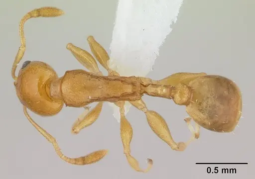 Nesomyrmex flavus specimen CASENT0189276 image casent0189276_1