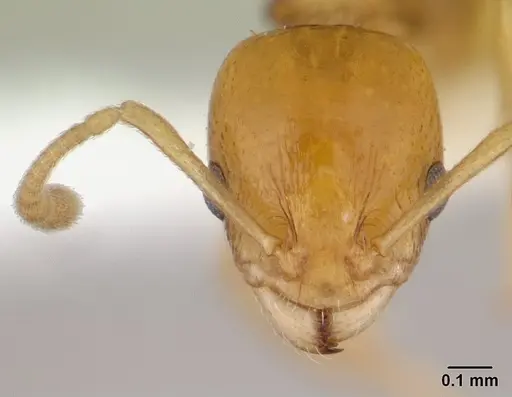 Nesomyrmex flavus specimen CASENT0189276 image casent0189276_2