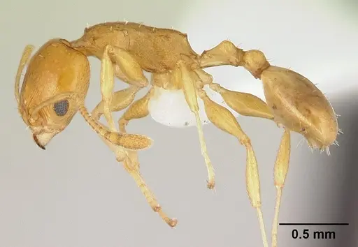 Nesomyrmex flavus specimen CASENT0189276 image casent0189276_3