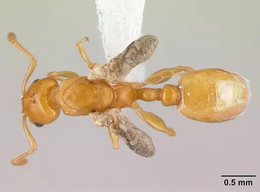 Nesomyrmex flavus specimen CASENT0217338 image casent0217338_1