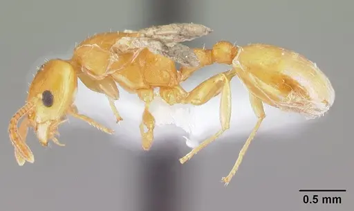 Nesomyrmex flavus specimen CASENT0217338 image casent0217338_3
