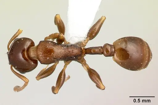 Nesomyrmex flavus specimen CASENT0227040 image casent0227040_1