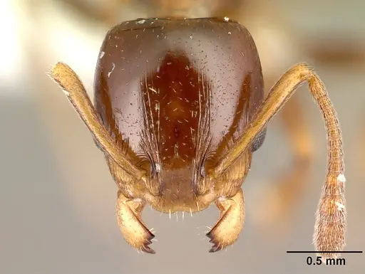 Nesomyrmex flavus specimen CASENT0227040 image casent0227040_2