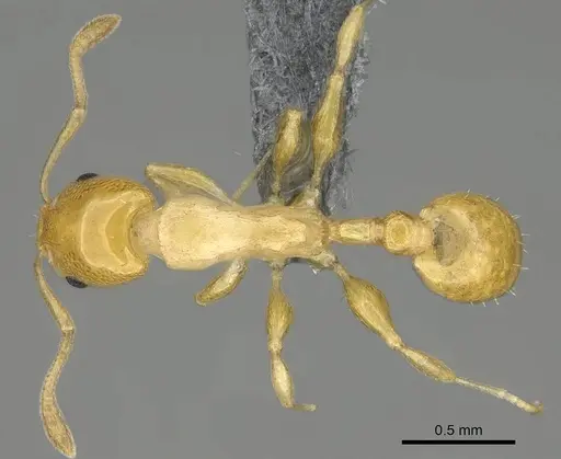 Nesomyrmex flavus specimen CASENT0393113 image casent0393113_1