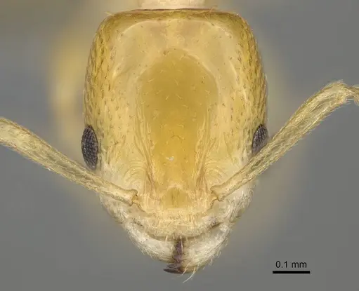 Nesomyrmex flavus specimen CASENT0393113 image casent0393113_2