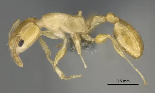 Nesomyrmex flavus specimen CASENT0393113 image casent0393113_3
