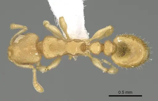 Nesomyrmex fragilis specimen CASENT0421396 image casent0421396_1