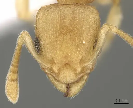 Nesomyrmex fragilis specimen CASENT0421396 image casent0421396_2