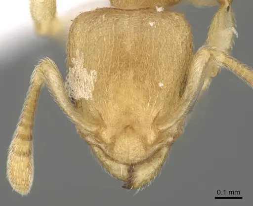 Nesomyrmex fragilis specimen CASENT0421396 image casent0421396_3