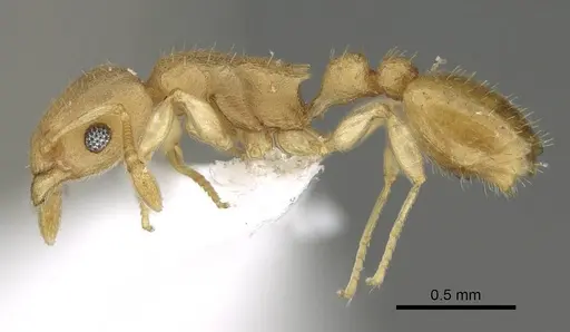 Nesomyrmex fragilis specimen CASENT0421396 image casent0421396_4