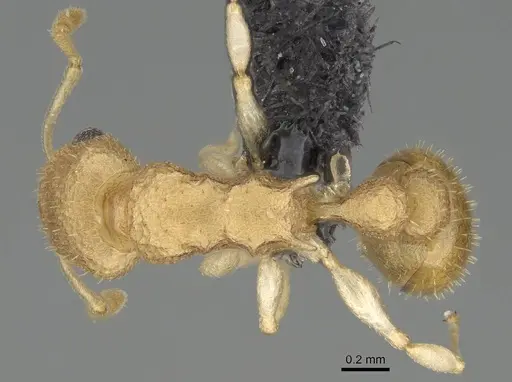 Nesomyrmex gracilis specimen CASENT0107191 image casent0107191_1
