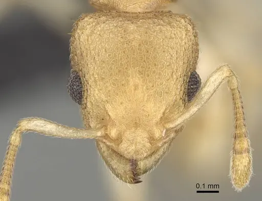 Nesomyrmex gracilis specimen CASENT0107191 image casent0107191_2