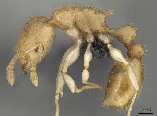 Nesomyrmex gracilis specimen CASENT0107191 image casent0107191_3