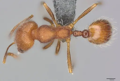 Nesomyrmex grisoni specimen CASENT0770223 image casent0770223_1