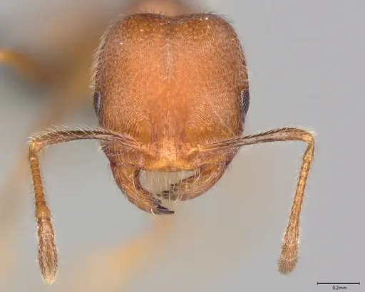 Nesomyrmex grisoni specimen CASENT0770223 image casent0770223_2