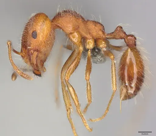 Nesomyrmex grisoni specimen CASENT0770223 image casent0770223_3