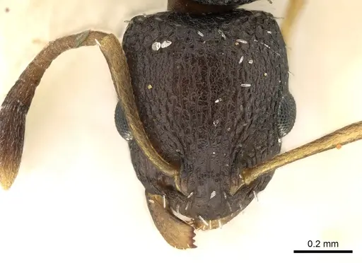 Nesomyrmex grisoni specimen CASENT0906194 image casent0906194_2