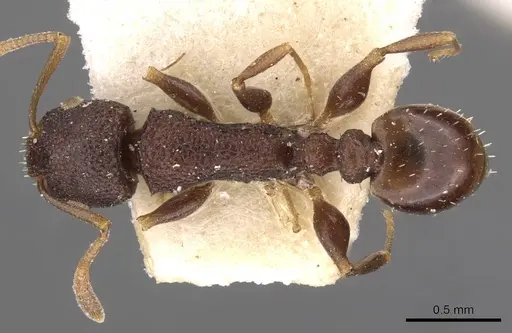 Nesomyrmex grisoni specimen CASENT0908994 image casent0908994_1