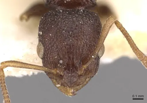 Nesomyrmex grisoni specimen CASENT0908994 image casent0908994_2
