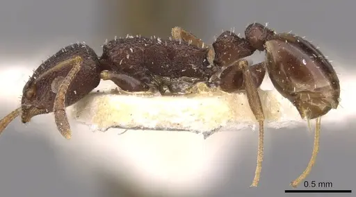 Nesomyrmex grisoni specimen CASENT0908994 image casent0908994_3