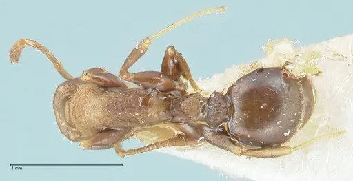 Nesomyrmex grisoni specimen FOCOL2043 image focol2043_1
