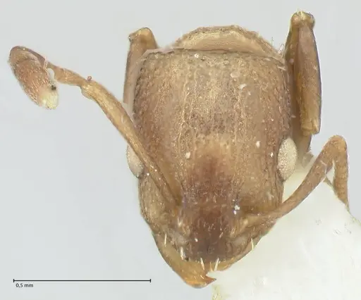 Nesomyrmex grisoni specimen FOCOL2043 image focol2043_2