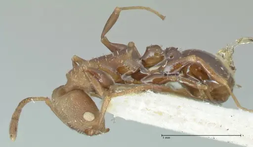 Nesomyrmex grisoni specimen FOCOL2043 image focol2043_3