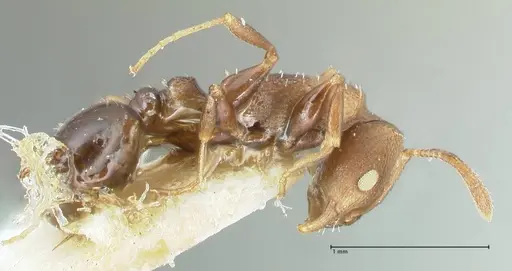 Nesomyrmex grisoni specimen FOCOL2043 image focol2043_4