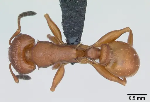 Nesomyrmex hafahafa specimen CASENT0002660 image casent0002660_1