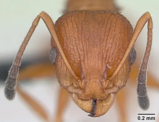 Nesomyrmex hafahafa specimen CASENT0002660 image casent0002660_2