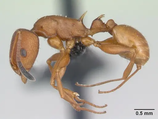 Nesomyrmex hafahafa specimen CASENT0002660 image casent0002660_3