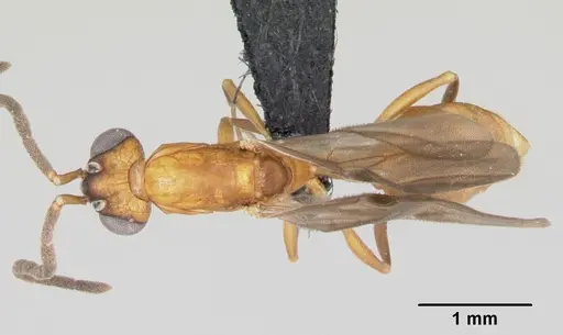 Nesomyrmex hafahafa specimen CASENT0007798 image casent0007798_1