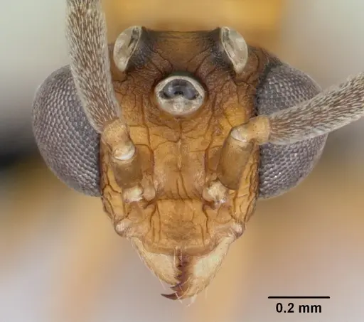 Nesomyrmex hafahafa specimen CASENT0007798 image casent0007798_2