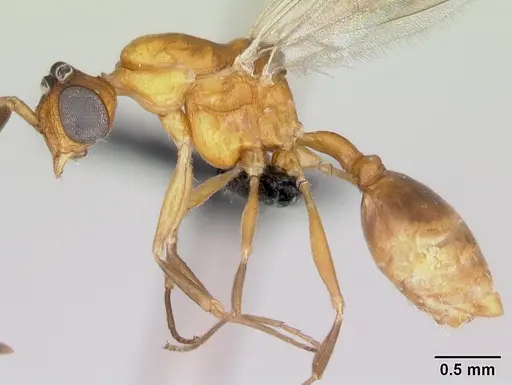 Nesomyrmex hafahafa specimen CASENT0007798 image casent0007798_3