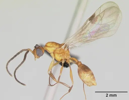 Nesomyrmex hafahafa specimen CASENT0007798 image casent0007798_4
