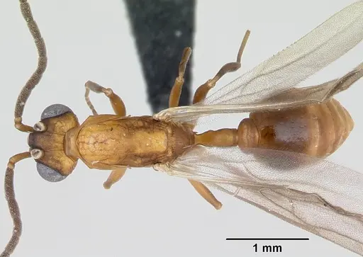 Nesomyrmex hafahafa specimen CASENT0053313 image casent0053313_1