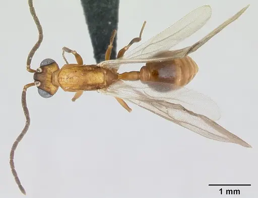Nesomyrmex hafahafa specimen CASENT0053313 image casent0053313_2