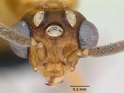 Nesomyrmex hafahafa specimen CASENT0053313 image casent0053313_3