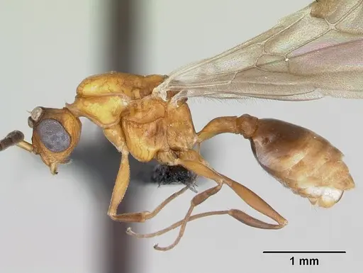 Nesomyrmex hafahafa specimen CASENT0053313 image casent0053313_4