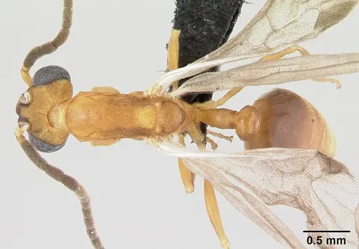 Nesomyrmex hafahafa specimen CASENT0451362 image casent0451362_1