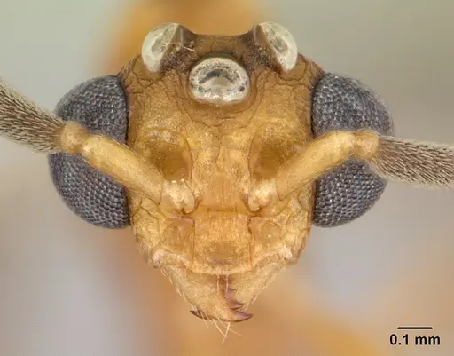 Nesomyrmex hafahafa specimen CASENT0451362 image casent0451362_2