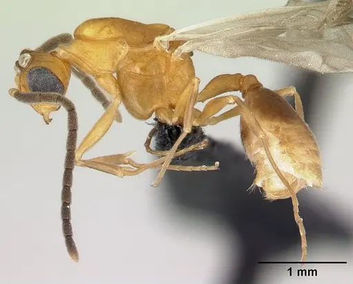 Nesomyrmex hafahafa specimen CASENT0451362 image casent0451362_3