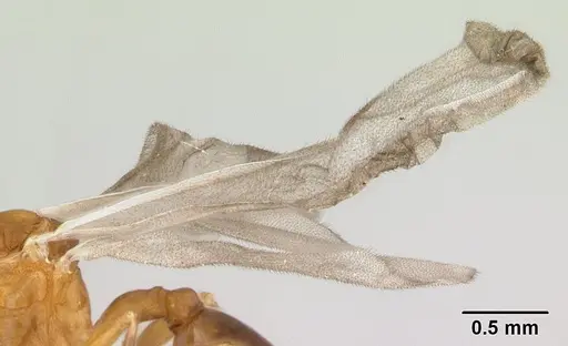 Nesomyrmex hafahafa specimen CASENT0451362 image casent0451362_4