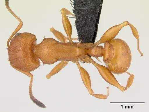 Nesomyrmex hafahafa specimen CASENT0451364 image casent0451364_1