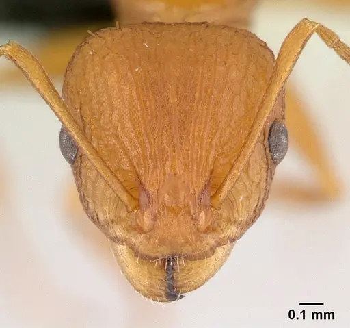 Nesomyrmex hafahafa specimen CASENT0451364 image casent0451364_2