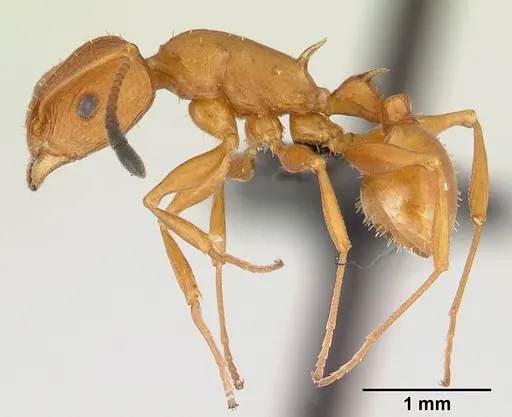 Nesomyrmex hafahafa specimen CASENT0451364 image casent0451364_3