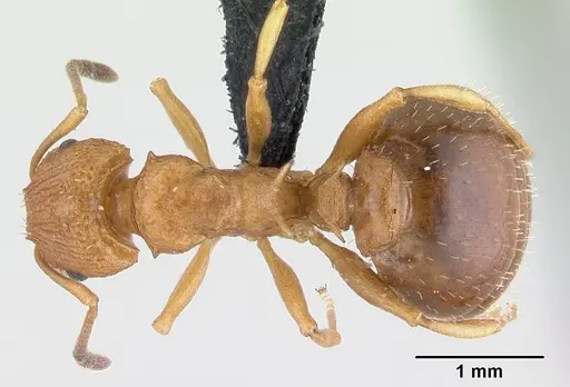 Nesomyrmex hafahafa specimen CASENT0459572 image casent0459572_1