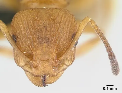Nesomyrmex hafahafa specimen CASENT0459572 image casent0459572_2