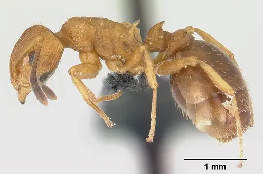 Nesomyrmex hafahafa specimen CASENT0459572 image casent0459572_3