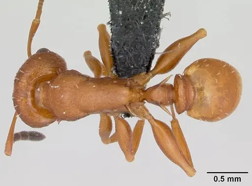 Nesomyrmex hafahafa specimen CASENT0460666 image casent0460666_1